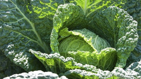 Cabbage wallpapers high quality