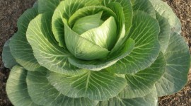 Cabbage Wallpaper Download