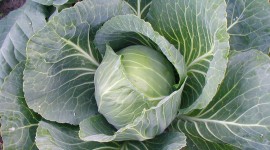 Cabbage Wallpaper Download Free