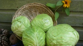 Cabbage Wallpaper Gallery