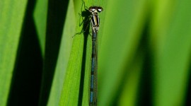 Coenagrion Wallpaper For IPhone Free