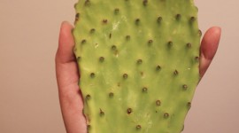 Cooked Cactus Wallpaper For IPhone