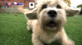 Dinmont Terrier Wallpaper 1080p
