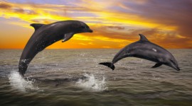 Dolphins At Sunset Desktop Wallpaper HD
