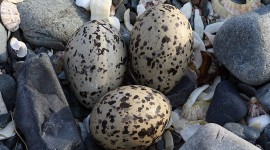 Eggs Of Birds Wallpaper Download