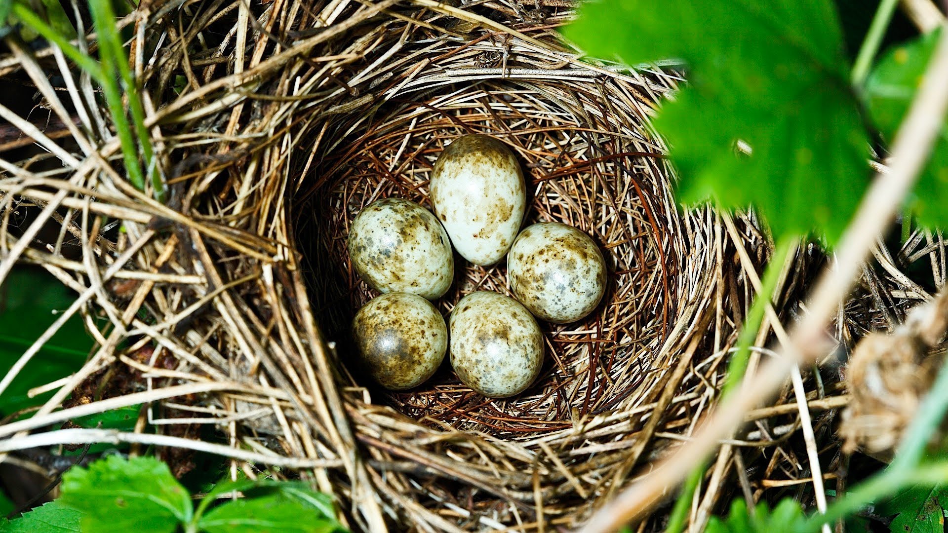 Садовая Славка гнездо яйца