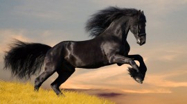 Horse Mane Desktop Wallpaper HD