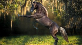 Horse Mane High Quality Wallpaper