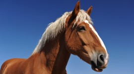 Horse Mane Wallpaper For Desktop