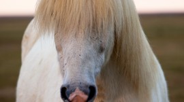 Horse Mane Wallpaper For IPhone Free