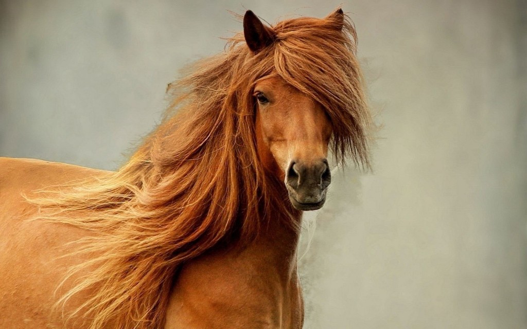 Horse Mane wallpapers HD