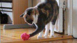 Kittens And Yarn Photo Download