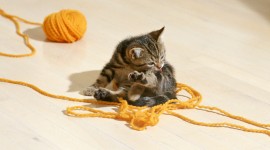 Kittens And Yarn Photo Free