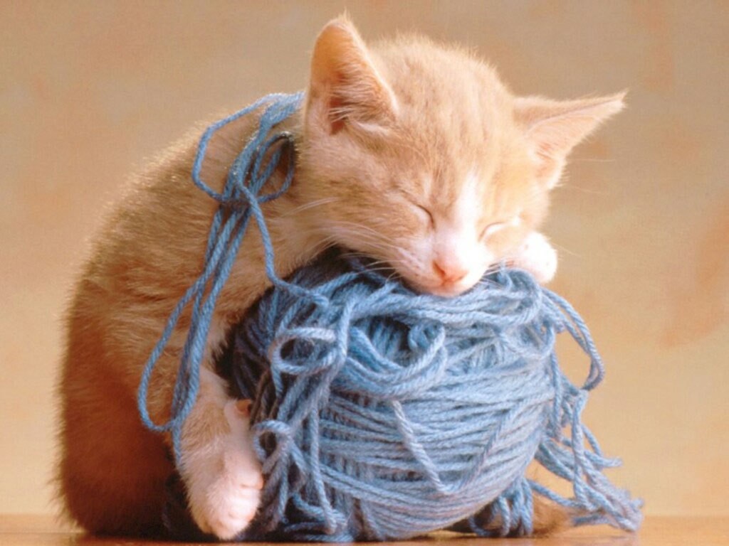 Kittens And Yarn wallpapers HD