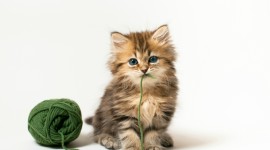 Kittens And Yarn Wallpaper For Desktop