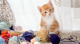 Kittens And Yarn Wallpaper For PC