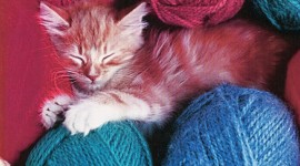 Kittens And Yarn Wallpaper HQ