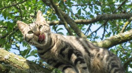 Kittens In Trees Photo Download