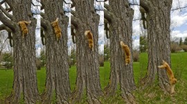 Kittens In Trees Pics