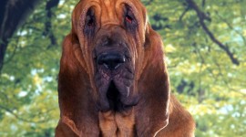 The Bloodhound Photo