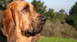 The Bloodhound Photo Download