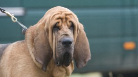 The Bloodhound Photo Free