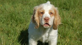 The Clumber Spaniel Photo Download