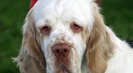 The Clumber Spaniel Photo#3