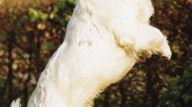 The Clumber Spaniel Wallpaper For IPhone