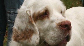 The Clumber Spaniel Wallpaper For Mobile