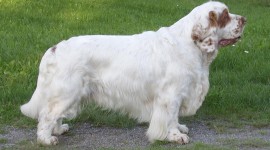 The Clumber Spaniel Wallpaper For PC