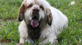 The Clumber Spaniel Wallpaper Free