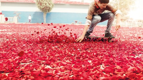 The Road Of Rose Petals wallpapers high quality