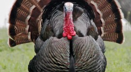 Turkey Wallpaper For IPhone