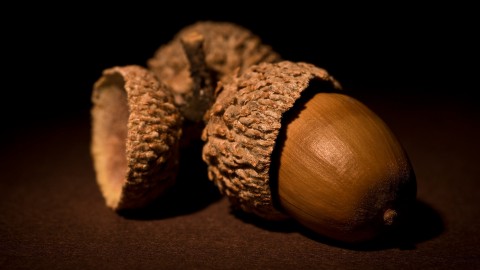 4K Acorns wallpapers high quality