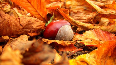4K Chestnuts wallpapers high quality