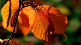 4K Dry Branches Photo Download