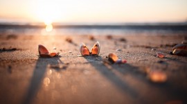 4K Shell Photo Download