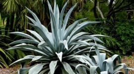 Agave Americana Photo Download