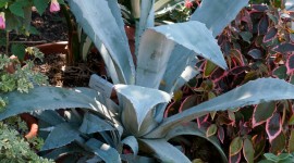 Agave Americana Wallpaper For Android