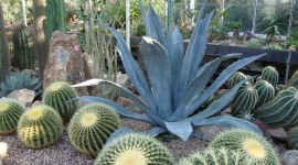 Agave Americana Wallpaper For PC