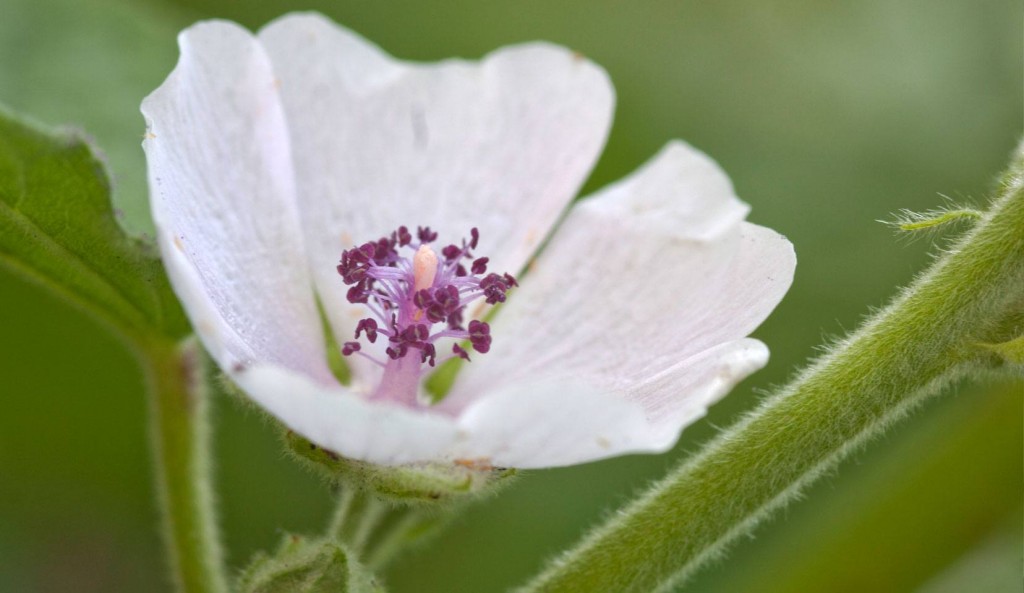 Althaea Officinalis wallpapers HD