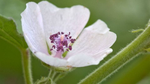 Althaea Officinalis wallpapers high quality