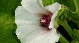 Althaea Officinalis Wallpaper For Android