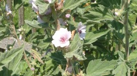 Althaea Officinalis Wallpaper For Android#2