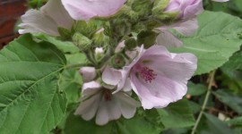 Althaea Officinalis Wallpaper For IPhone