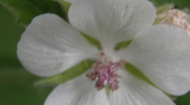 Althaea Officinalis Wallpaper For IPhone#1
