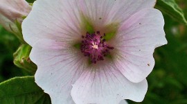 Althaea Officinalis Wallpaper For Mobile