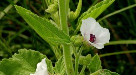 Althaea Officinalis Wallpaper Free