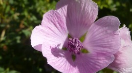 Althaea Officinalis Wallpaper Gallery